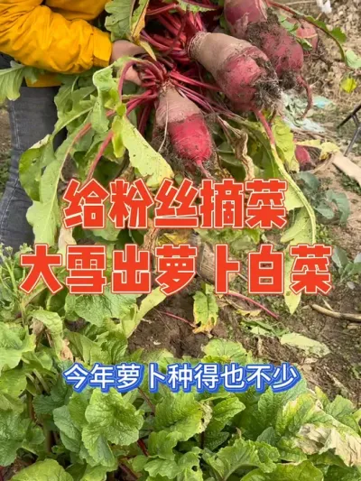 河南冬天大雪节气，主打一个闲不住，得全部把白菜萝卜出了。南方媳妇赶紧叫来老公帮忙，顺带给粉丝摘菜，看看对粉丝的偏爱有多深！#我的乡村生活 #新农人计划2024 #农村生活 #大雪节气 #我的小菜园
