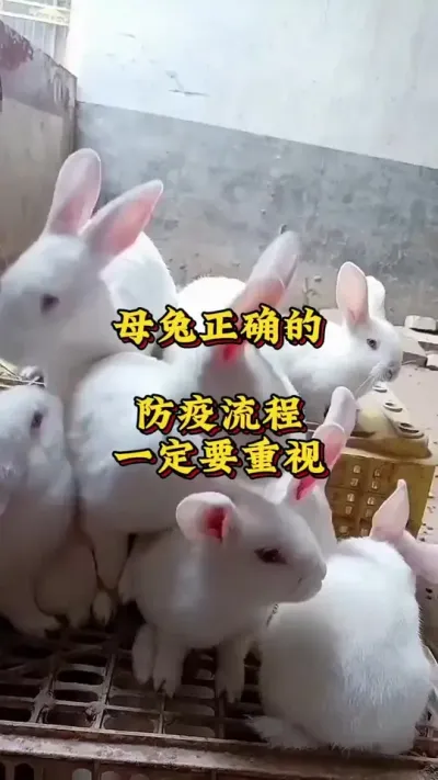 母兔正确防疫流程，一定要重视 #养兔人 #兔子 #肉兔养殖 #养兔技术#养兔三分靠管理七分靠技术