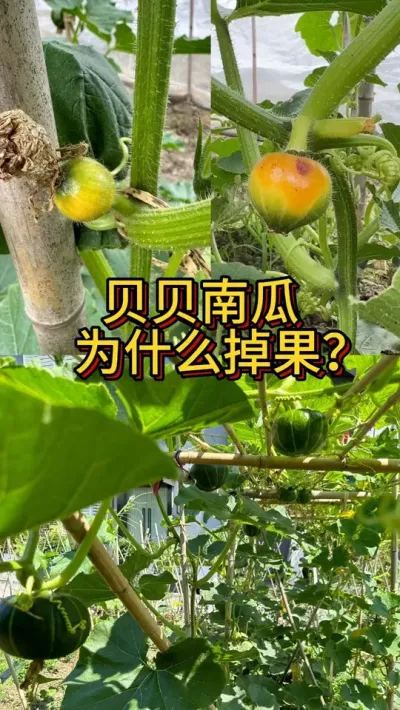 贝贝南瓜为什么掉果 一是没授粉，二是老瓜要采收掉，三百果蝇要提前对付#种植小技巧 #贝贝南瓜 #我爱种菜 #阳台种菜 #我的小菜园