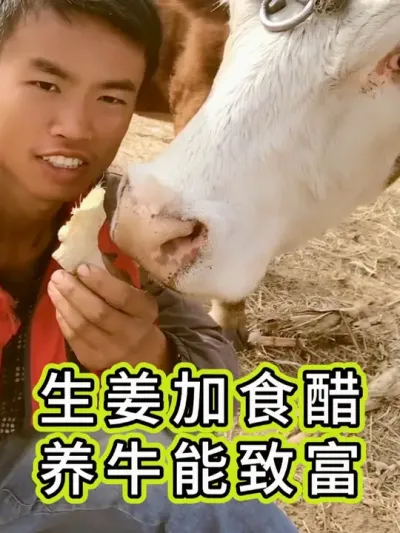#养牛人 #养牛#三农 #牛羊养殖