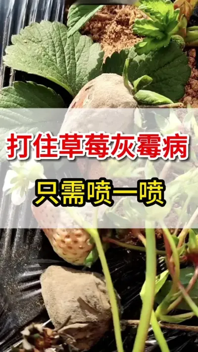 草莓灰霉病大爆发，教你一个方法搞定它#灰霉病#三农