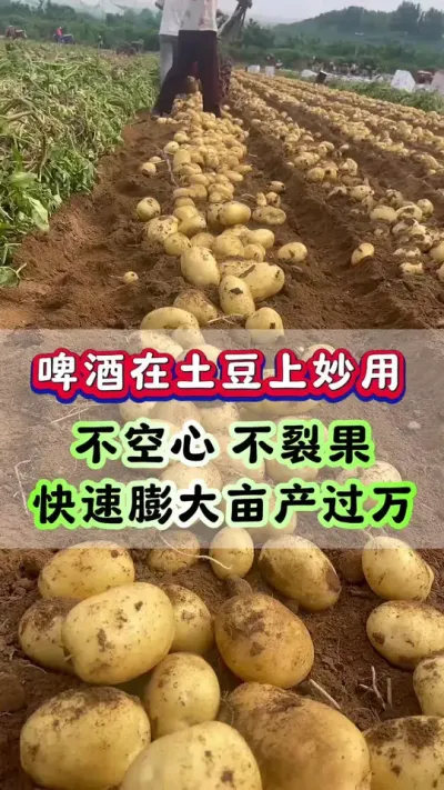 啤酒在土豆上的妙用，不空心不裂果，亩产过万斤#洋芋 #马铃薯 #土豆种植 #栽洋芋 #土豆高产种植