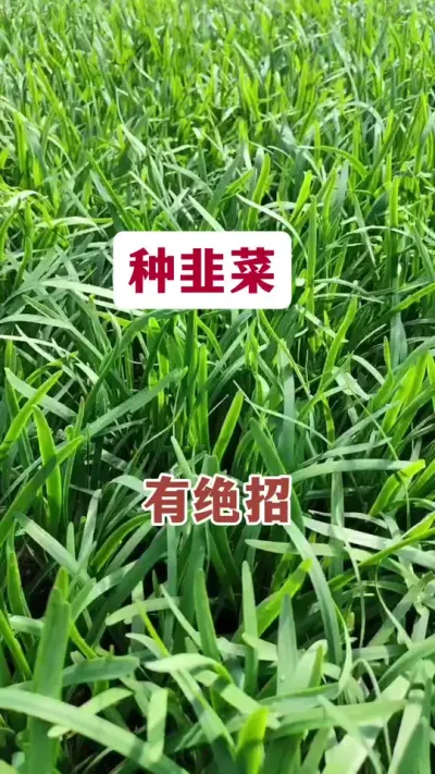 种韭菜，有绝招。#韭菜种植方法 #韭菜高产 #韭菜管理 #韭菜种植 #韭菜高产