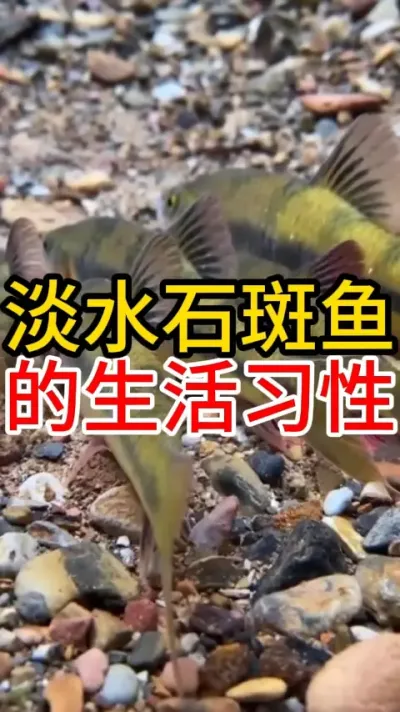 淡水石斑鱼的生活习性 #养鱼日记 #水产养殖 #水族 #养鱼人 #石斑鱼