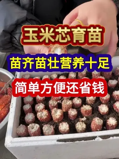 玉米芯育苗苗齐苗壮营养十足简单方便还省钱 #农业种植 #蔬菜种植 #育苗 #种植小技巧 #分享农业知识帮农民增产增收