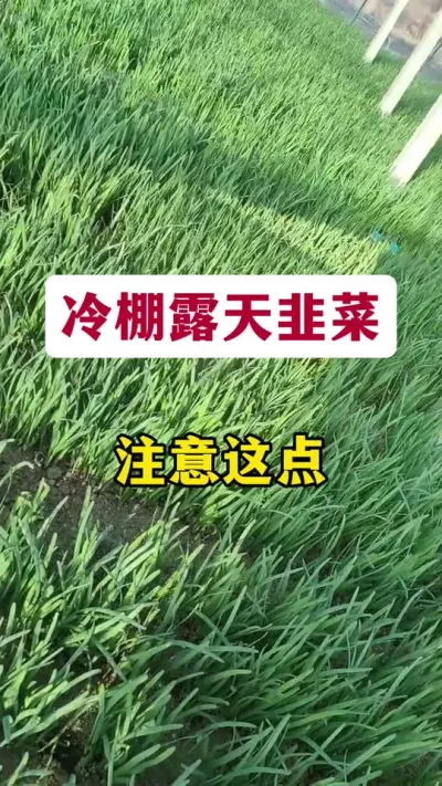 冷棚露天韭菜，注意这点。#韭菜管理 #韭菜种植 #韭菜种植方法 #韭菜高产 #韭菜施什么肥根粗