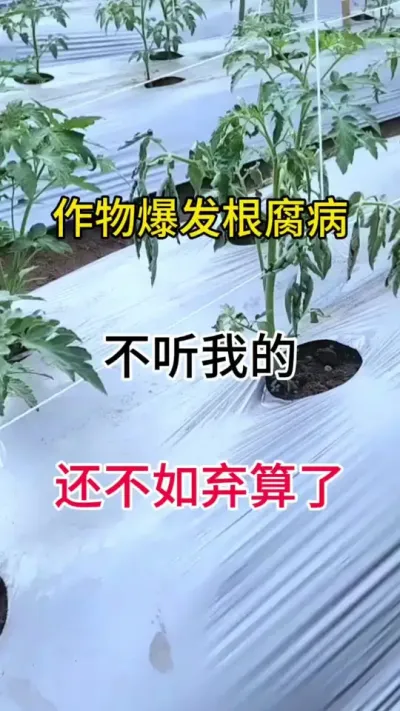 无论什么原因引起的根腐病，用它通通防治，根腐病一定要及时预防#根腐病怎么治 #番茄种植 #三农种植