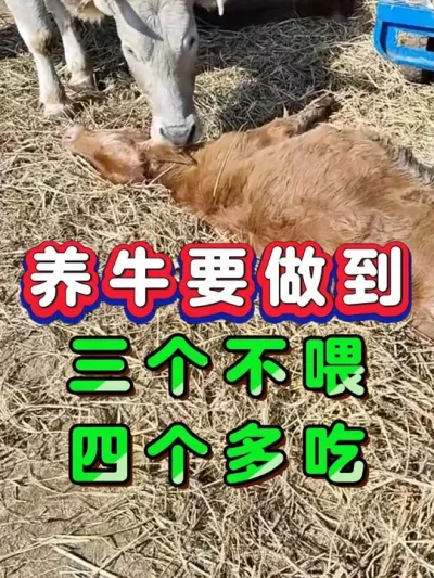 养牛要做到三个不喂四个多吃 #养牛人 #三农 #养殖