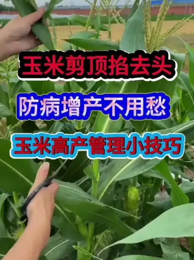 玉米剪顶掐去头防病增产不用愁玉米高产小技巧 #玉米种植 #玉米种植技术 #农业种植 #种植小技巧 #三农