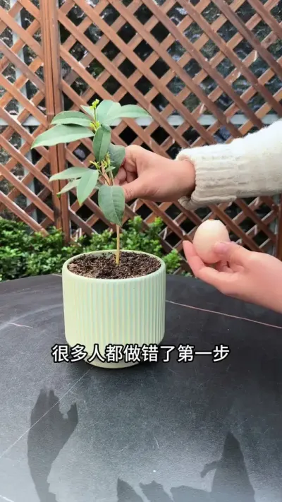 扦插桂花，很多人第一部就做错了 #扦插#桂花#种植小技巧