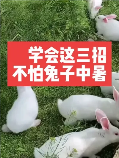 学会这三招，不怕兔子中暑 #三农#养殖#养兔#兔子#养兔人