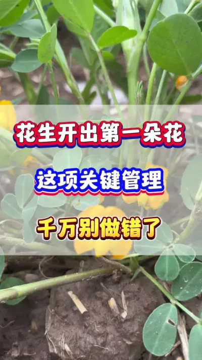 当花生开出第一朵小花，这项关键管理，千万别错过了！#花生种植 #花生高产 #花生种植管理技术  #花生施肥
