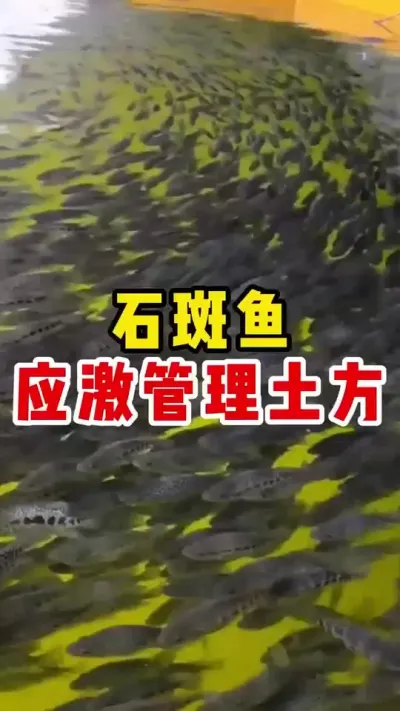 石斑鱼应激管理土方 #水产养殖 #养鱼日记 #石斑鱼养殖技巧 #石斑鱼 #三农 @抖加🔥上热门🔥dou+🔥热点宝