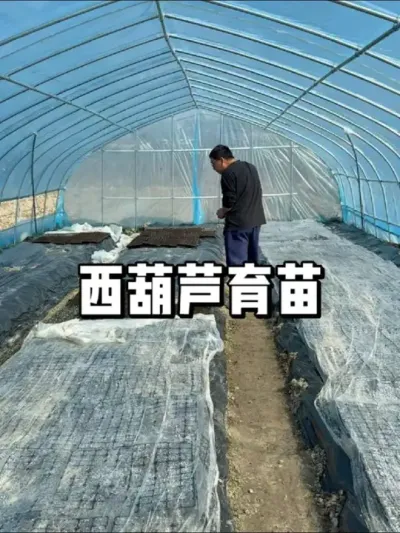 西葫芦什么时候种植，怎么育苗 #农业种植 #种植 #三农 #种菜