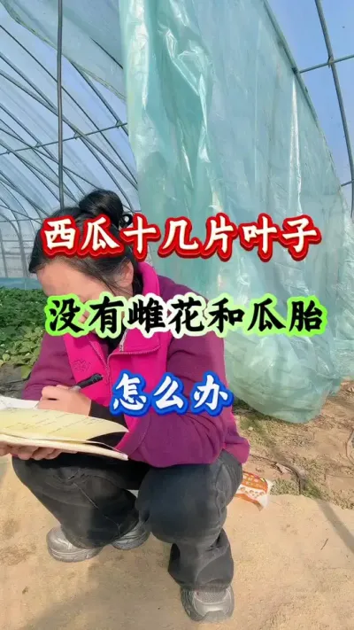 西瓜种植 西瓜十几片叶子没有雌花和瓜胎怎么办#西瓜种植 #西瓜管理 #西瓜高产#颗粒硼