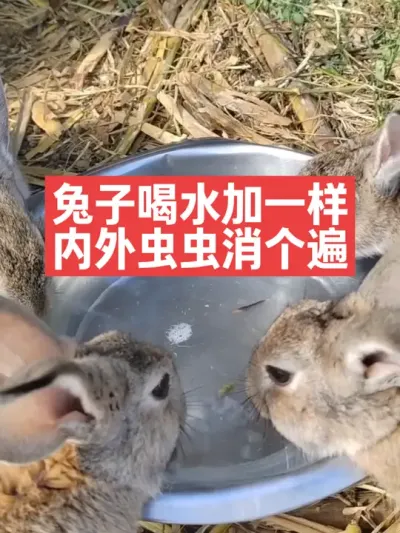 兔子喝水加一样，内外虫虫消个遍 #兔子#三农#养殖#养兔#养兔人