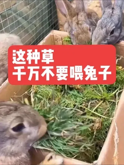 这种草，千万不要喂兔子 #三农#兔子#养殖#养兔子#养兔人