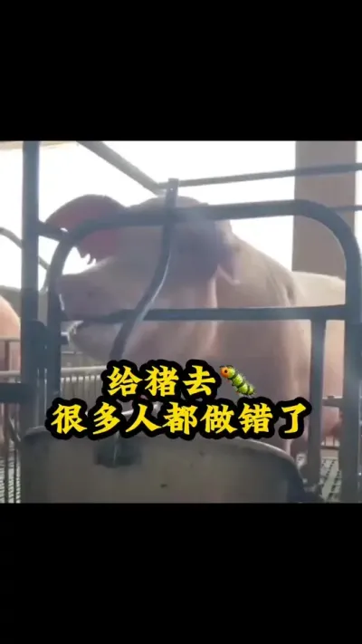 #猪喂什么饲料长得最快 #喂猪人的日常生活不容易 #养猪人加油干 #农村养猪人 #养猪技术