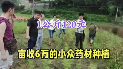 农村小众&ldquo;暴利&rdquo;药材，1公斤120元，亩收500公斤 #三农 #药材种植 #农村致富好项目 #八角莲 #我的乡村生活