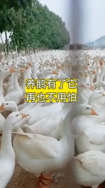 #养鹅技术分享 #鹅苗 #禽病技术指导 #科学养鹅