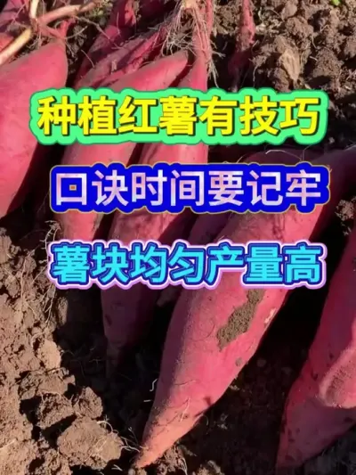 种植红薯有技巧口诀时间要记牢薯块均匀产量高 #红薯种植 #农业种植 #红薯种植技术 #种植小技巧 #三农