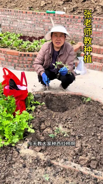 番茄这样种后期香甜可口#番茄种植 #关注我每天分享种植知识 #关注我一起学种菜