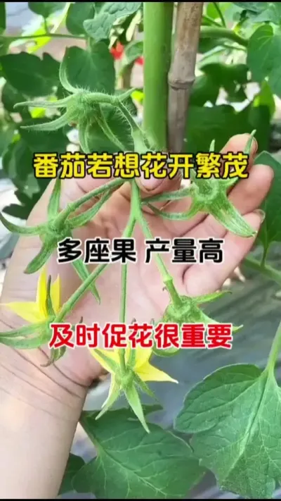 番茄若想要花开不停，果结不断，及时促花很重要#促花保果 #促花肥 #番茄种植 #农业种植 #三农种植