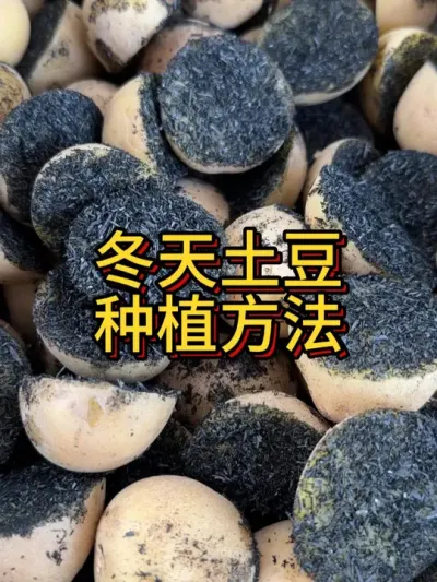 冬天种土豆的方法和技巧 1月20日左右就好种下去了。#土豆种植 #学种菜 #种植小技巧 #阳台种菜 #我爱种菜
