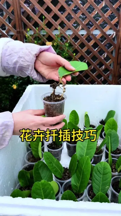 这几种花不用买，揪个叶片扦插就能成活#花卉绿植 #扦插 #养花小知识