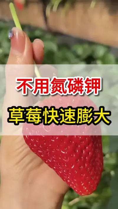 不用氮磷钾，草莓快速膨果#草莓🍓 #三农