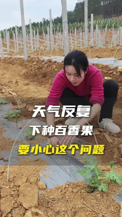 这几天广西的气温又有所升高了，如果有类似情况的果友们要及时采取措施！天气预报的温度不代表植株在膜内温度！#百香果#百香果种植#抖音助农
