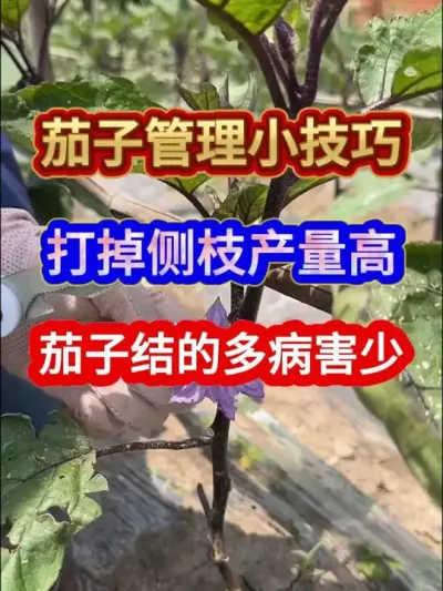 茄子管理小技巧打掉侧枝产量高茄子结的多病害少 #农业种植 #种植小技巧 #服务三农支持三农 #茄子种植 #分享农业知识帮农民增产增收