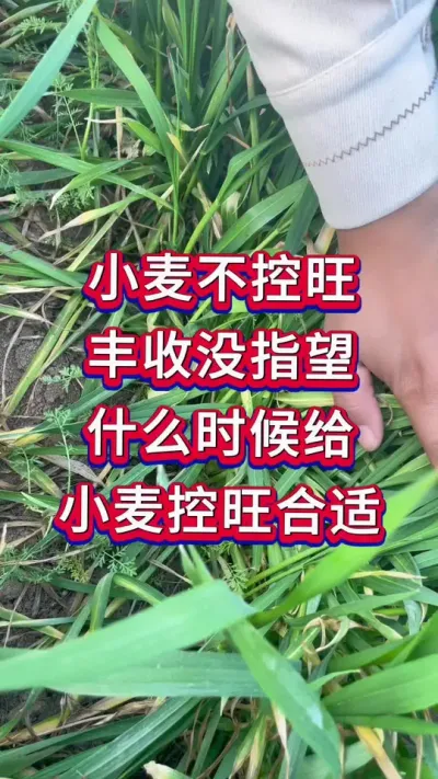 小麦种植 小麦不控旺丰收难指望#小麦种植#小麦管理#小麦 #小麦高产 #小麦种植管理技术
