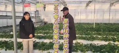 草莓种植从基质，水源，肥料入手。种植出无农残，无激素 真正纯天然无公害的草莓#种植小技巧 #来抖音学农枝 #三农 #新农人计划2024 #田间地头实操干货