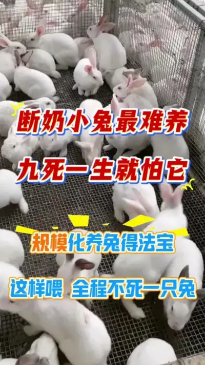 断奶小兔最难养，九死一生就怕它，规模化养兔场的秘诀，这样喂全程不死一只兔#兔子 #养兔人 #兔子养殖 #幼兔
