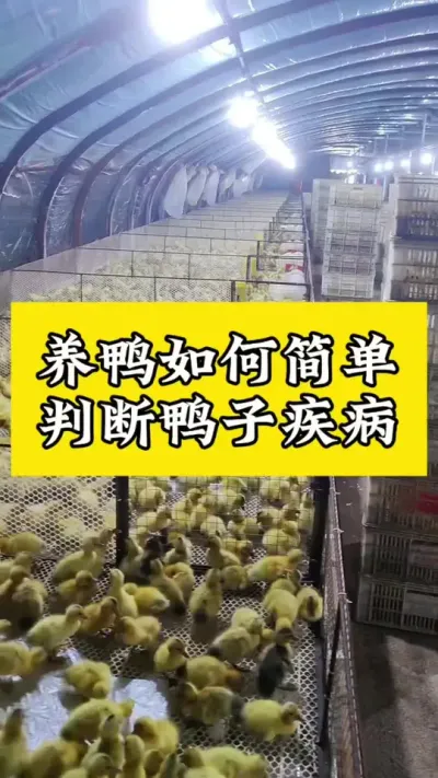 养鸭如何简单，判断鸭子疾病#肉鸭养殖 #养鸭人 #禽病技术指导 #养殖技术交流 #养鸭