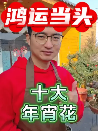 十大最受欢迎的年宵花之鸿运当头！ #养花  #年宵花  #鸿运当头