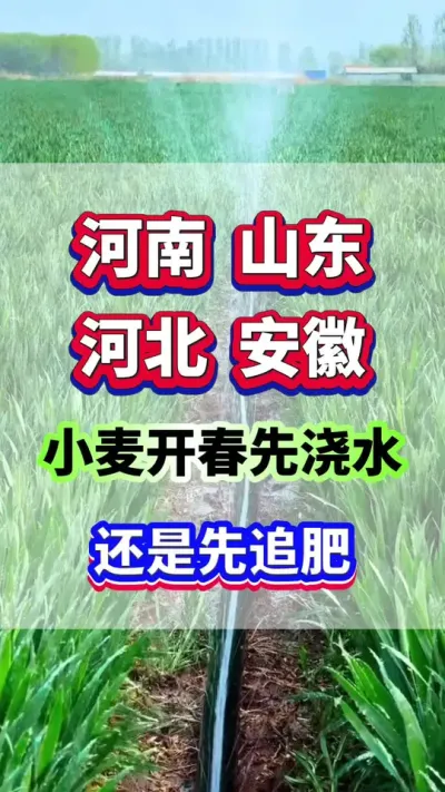 河南，山东，河北，安徽小麦第一遍药该什么时间打？千万别错过了！#小麦种植 #小麦高产 #小麦第一遍药 #小麦种植管理技术
