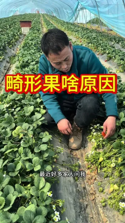 #草莓苗种苗 #草莓种植管理技术和方法 #关注我每天分享种植知识