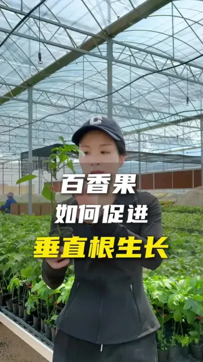 如何培养百香果的立体根群之垂直根系篇。#百香果 #农业种植 #抖音助农