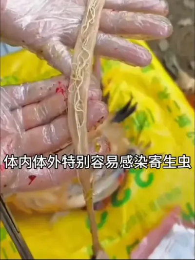 养鸡怎么驱虫#鸡驱虫#养鸡#科学养鸡#全蟲净 #养鸡技术