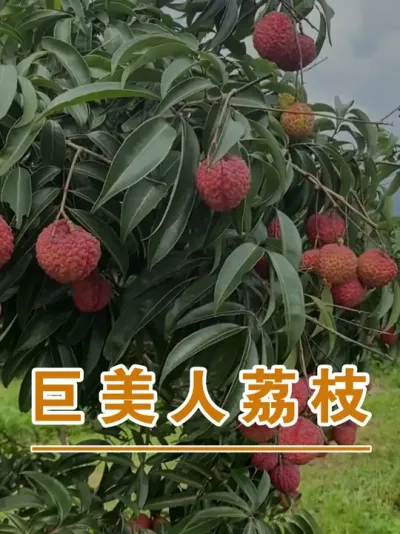 仙桃荔和巨美人#广西灵山荔枝果苗#农业创业#抖音新农人计划2025#吕老师种果苗