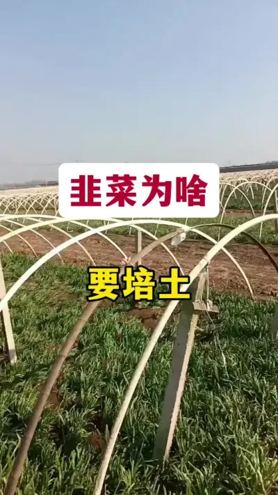 韭菜为啥要培土。#韭菜种植 #韭菜管理 #韭菜培土 #韭菜种植管理 #种韭菜