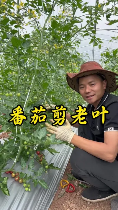 番茄进入转色期，可以适当把下面的老叶病叶剪一些，让下面通风透光。#返乡创业新农人 #记录我的种植生活