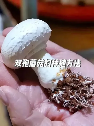喷水就长！揭秘双孢蘑菇的随性种植方法 #种植小技巧 #蘑菇种植 #新农人计划 #抖音知识年终大赏 #智慧农业