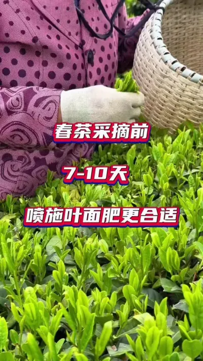 #茶树种植增产增收方法#茶树种植技术管理 #春茶开采