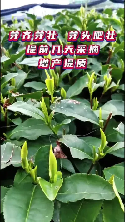 ##茶是春天的仪式感 #茶树种植技术与管理 #茶叶增产提质秘诀