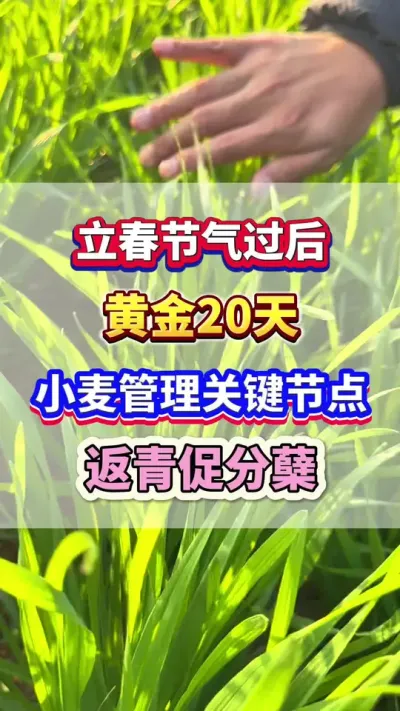 立春节气过后黄金20天，小麦管理关键节点返青促分蘖，增产增收！#小麦种植 #小麦高产 #小麦种植管理技术  #小麦施肥