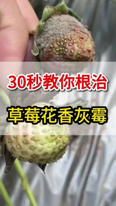 草莓灰霉病花香病教你一招就搞定#草莓种植 #灰霉病#三农