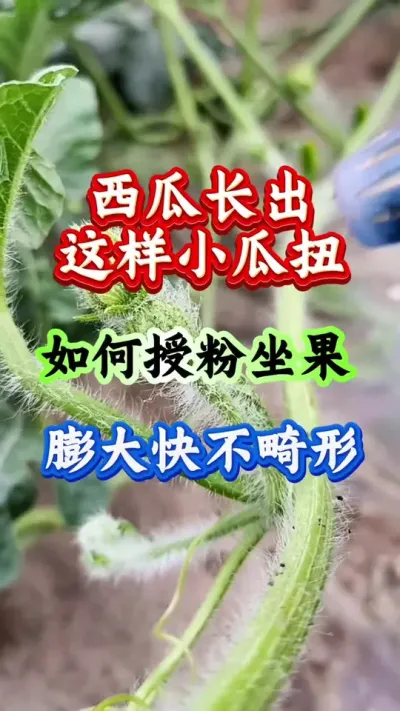 西瓜种植 西瓜长出小瓜扭如何授粉坐果膨大快不畸形#西瓜种植#西瓜管理#西瓜授粉 #种西瓜